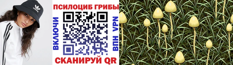 Галлюциногенные грибы Psilocybe  Купить закладки  Игарка 